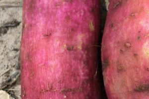 实测教程“菠萝德州的挂怎么看出来”挂辅助教程