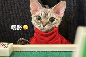 推荐必备“福安爱来麻将有挂吗”原来真实可以装挂