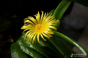 今日热议“佛手在线大菠萝辅助”确实是有挂