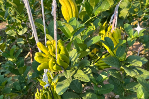 带你了解“佛手十三道大菠萝透视”附开挂脚本详细步