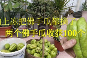 今日分享“佛手在线可以开挂吗”分享装挂详