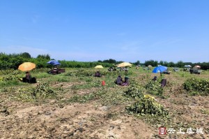 分析必看“毛豆大厅有挂吗”确实有挂