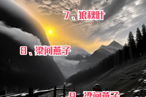 推荐一款“微信今日花牌都TM用挂”分享用挂教程