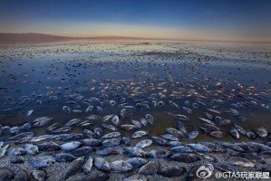 给大家科普一下“阿拉斗牌有挂吗”原来真实可以装挂