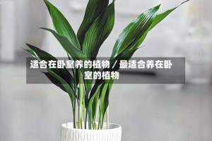 适合在卧室养的植物／最适合养在卧室的植物
