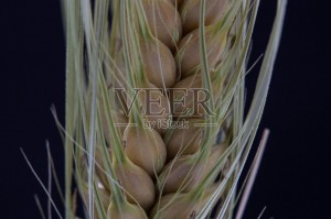 教程辅助“麦穗二八杠有挂吗”(透视)开挂详细教程
