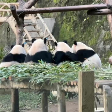 今日热议“熊猫麻将真的有挂吗”原来确实有挂-第2张图片