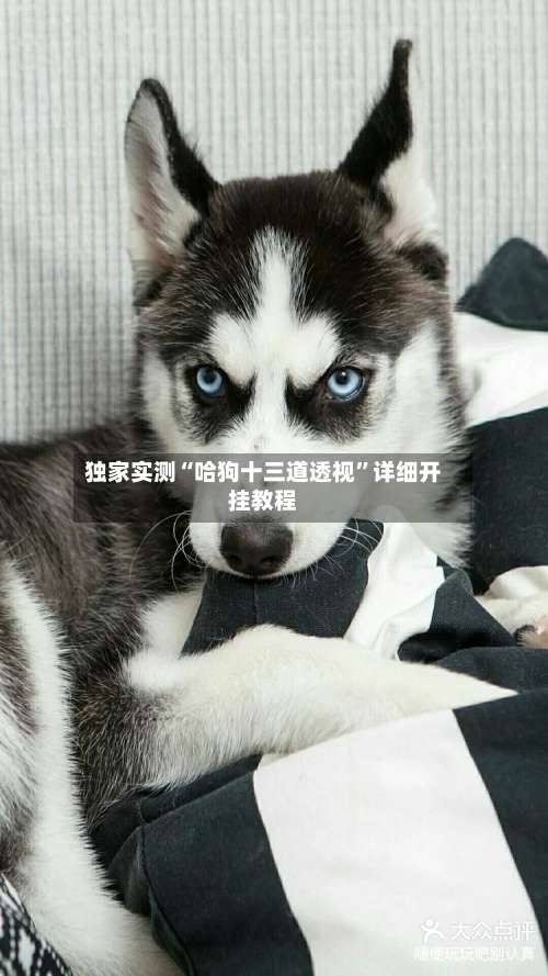 独家实测“哈狗十三道透视	”详细开挂教程-第1张图片