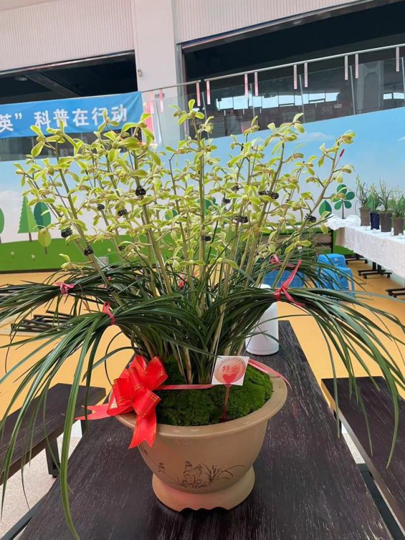 给大家科普一下“元来黄冈麻将开挂链接”原来确实有挂-第3张图片