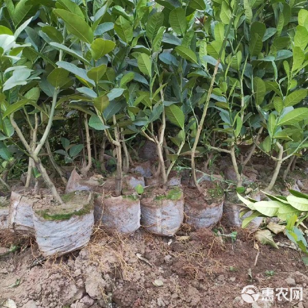 教程解析“佛手在线开挂神器	”(确实有挂)-第1张图片