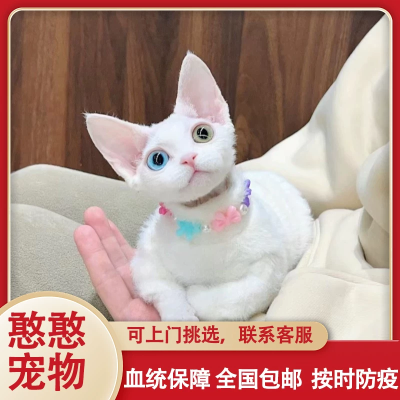 玩家综述“德州AJ和QK的胜率”原来确实有挂-第2张图片