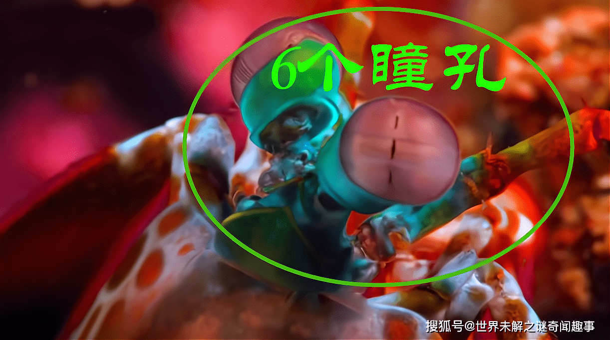 必备科技“皮皮跑胡子有挂吗”详细开挂玩法-第2张图片