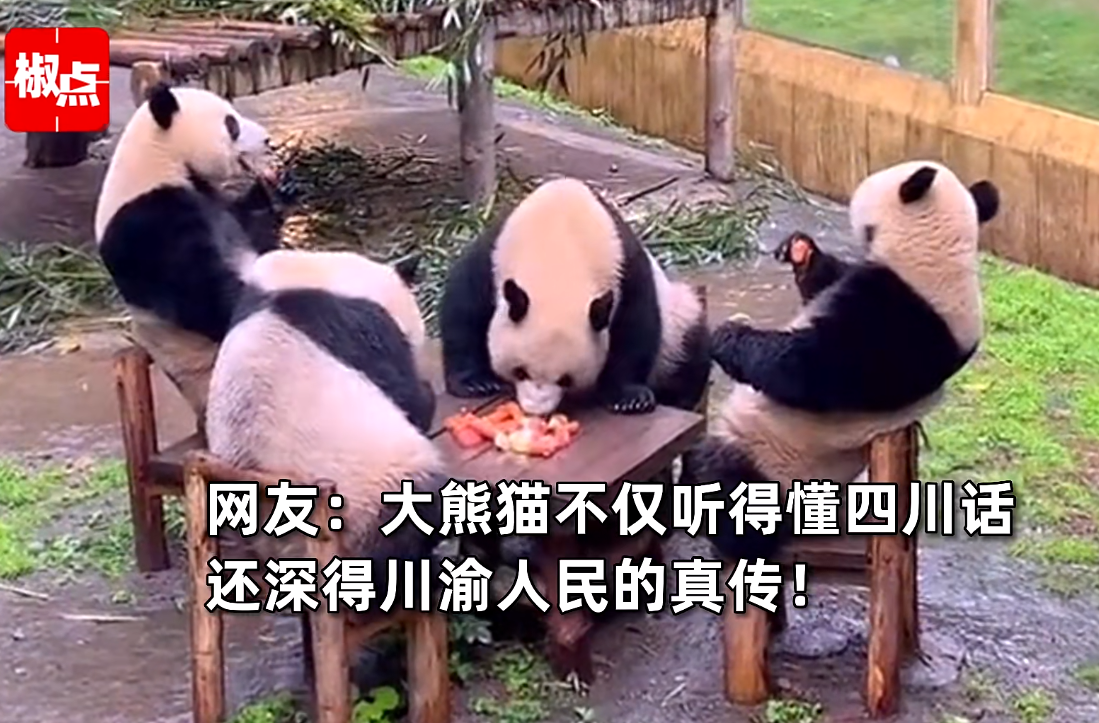 今日盘点“熊猫麻将开挂神器下载安装	”分享用挂教程-第1张图片