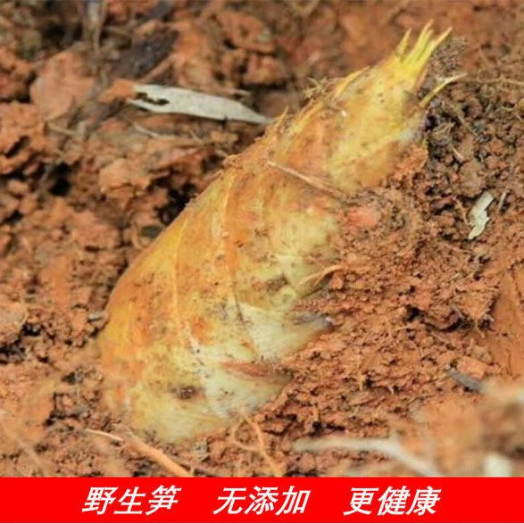 分享干货“闲逸碰胡辅助软件使用方法”教你开挂详细-第1张图片