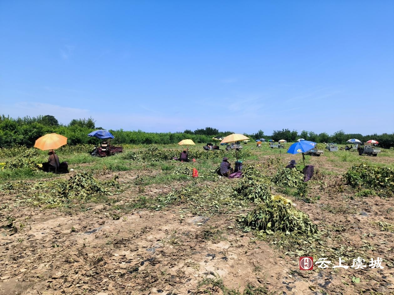 分析必看“毛豆大厅有挂吗	”确实有挂-第1张图片