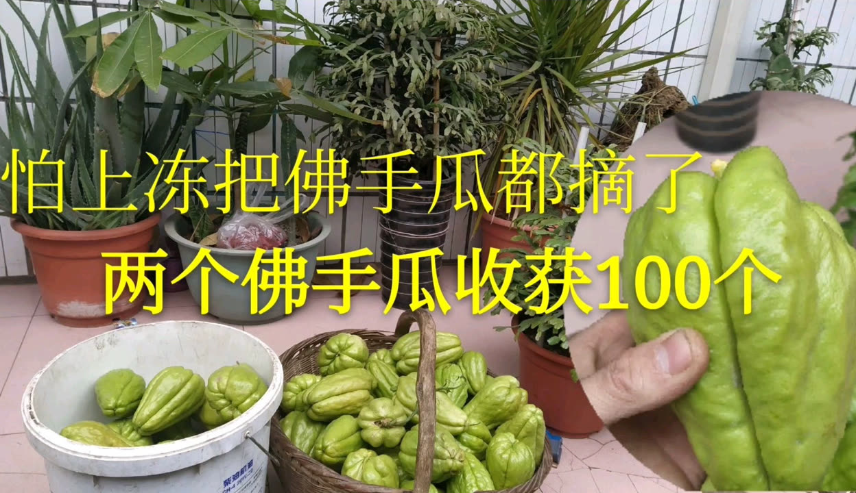今日分享“佛手在线可以开挂吗”分享装挂详-第1张图片