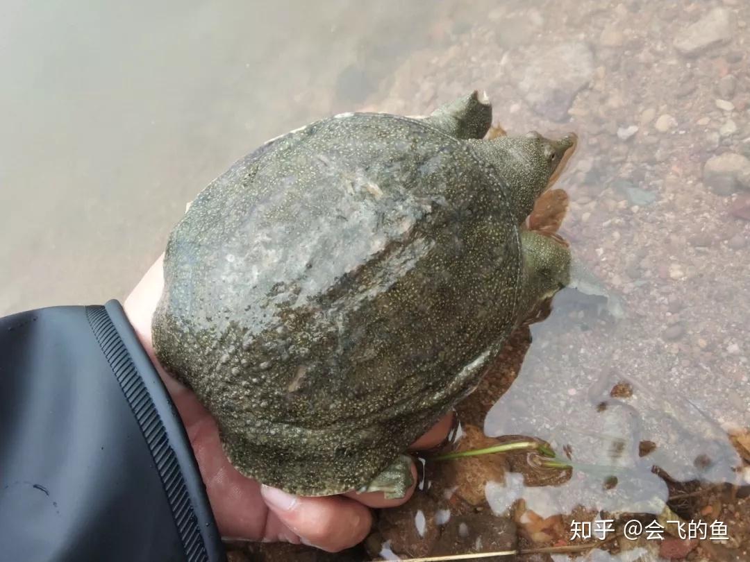强力推荐“微信水鱼怎么开挂”(确实真的有挂)-第2张图片