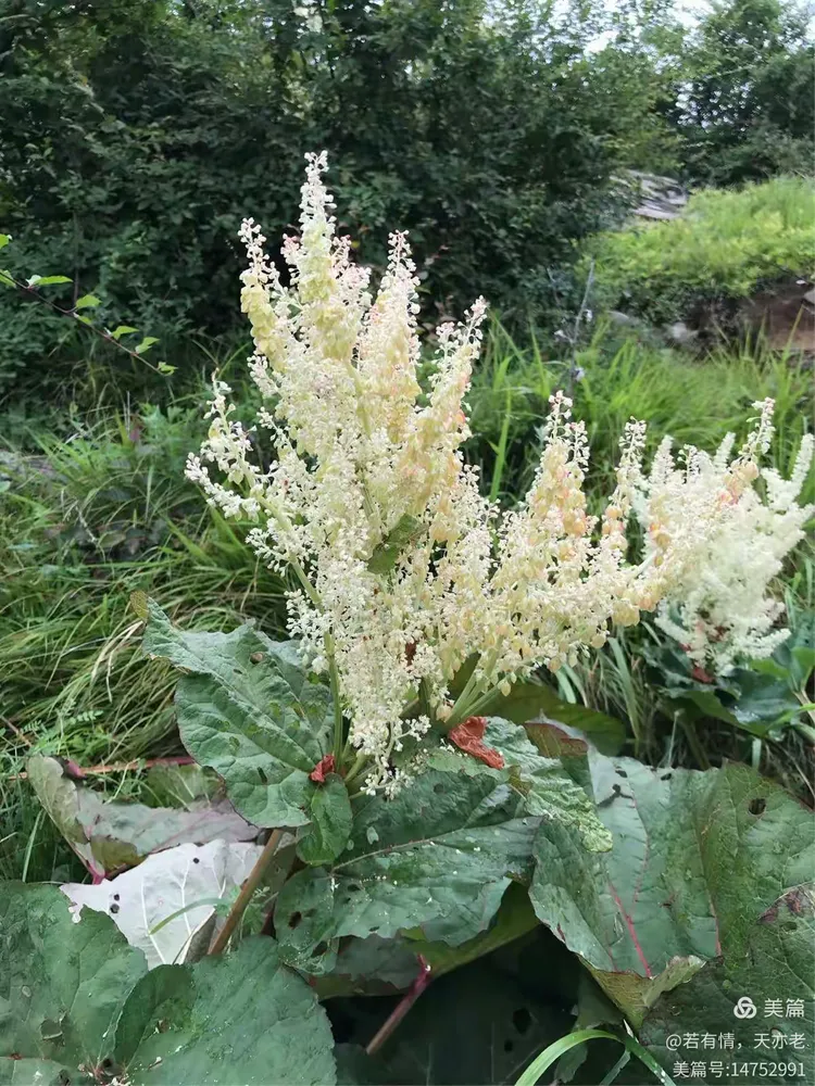 科普一下“太行麻将临汾一门牌有挂吗”(必胜开挂神器)-第1张图片