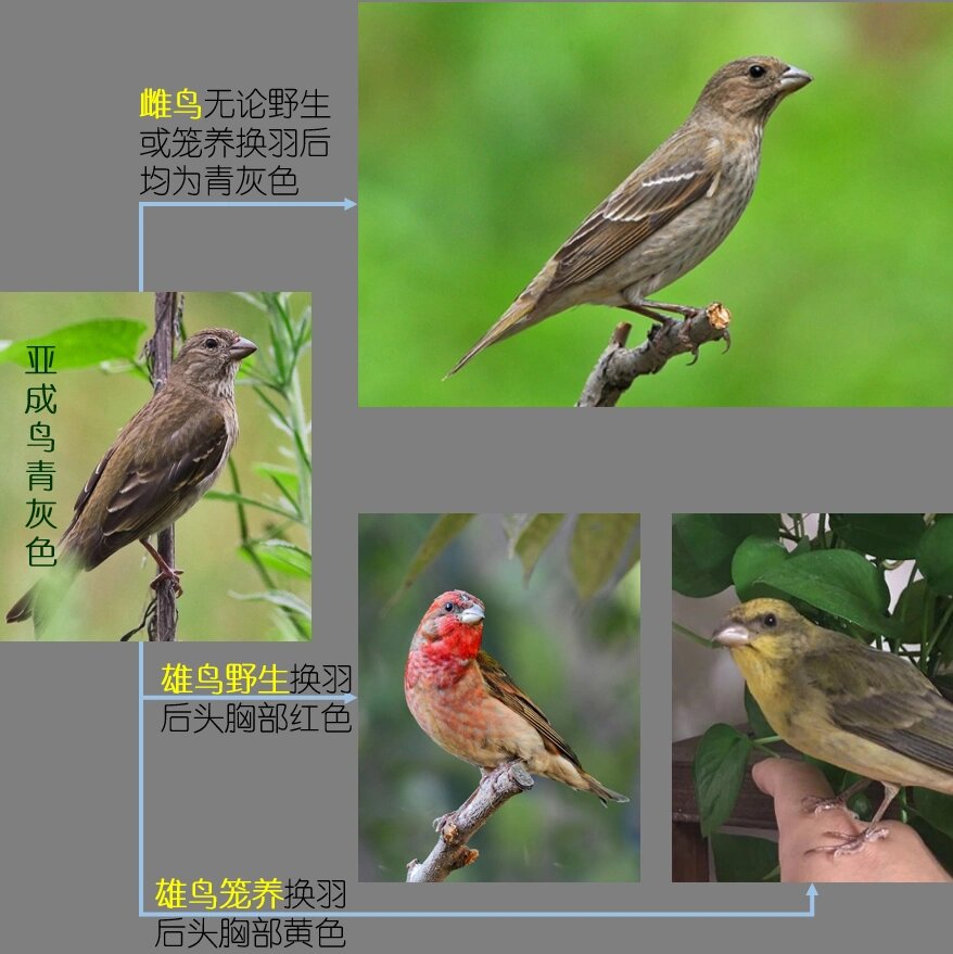 推荐必备“微信雀神麻将提高胜率”开挂神器安装下载-第1张图片